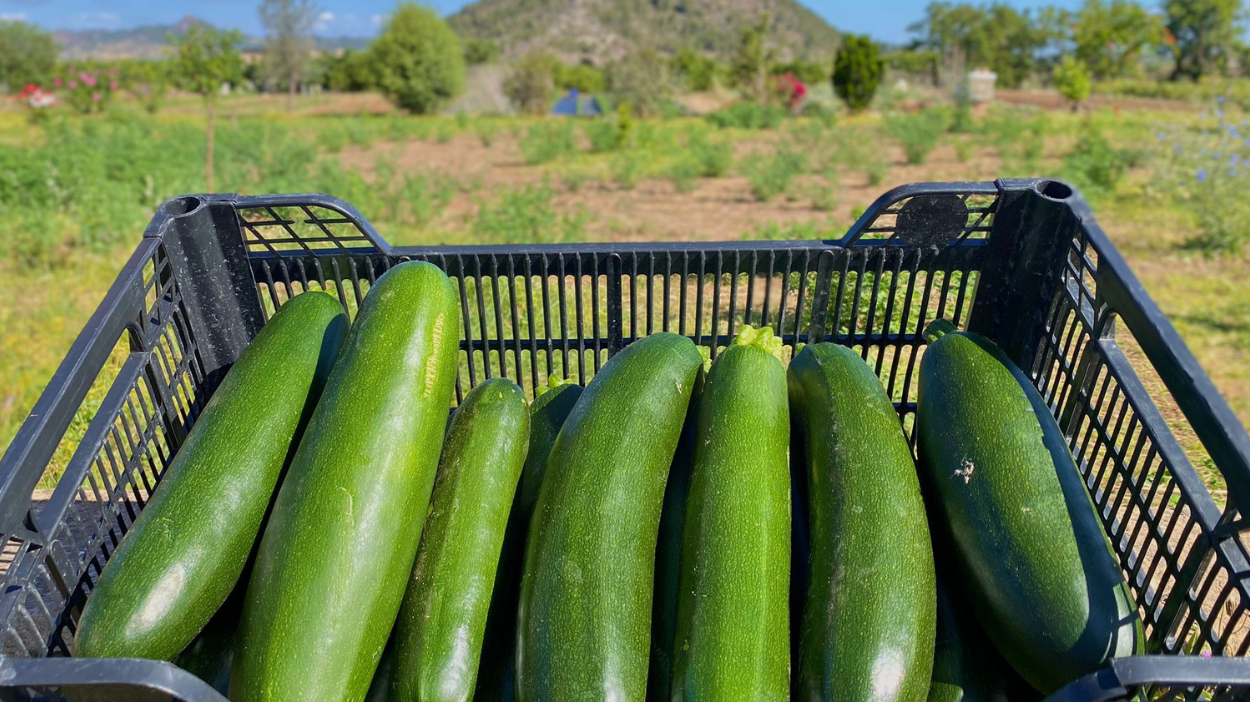 Calabacines de Campos del Abuelo