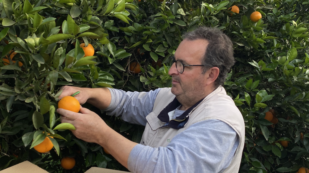 Por qué la piel de la naranja puede ponerse fea por fuera