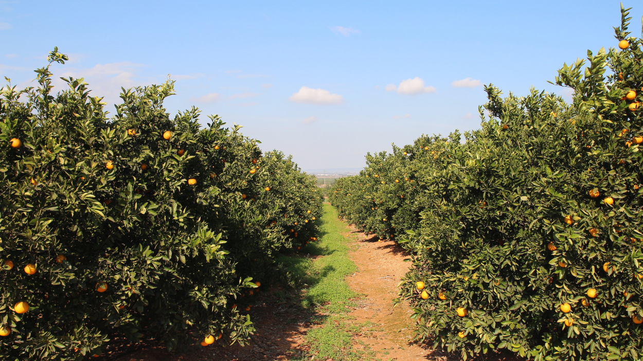 ¿Qué hacer en Valencia? 25 Experiencias Imprescindibles