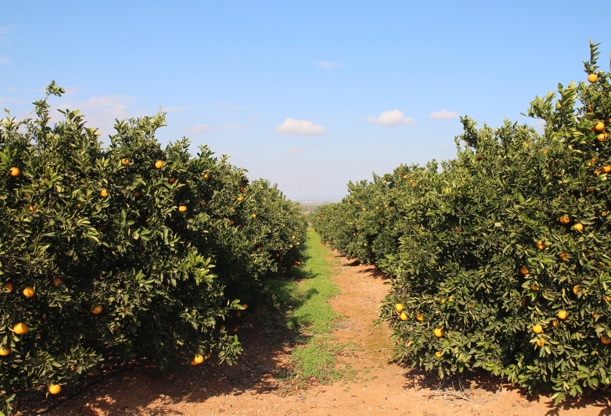 ¿Qué hacer en Valencia? 25 Experiencias Imprescindibles