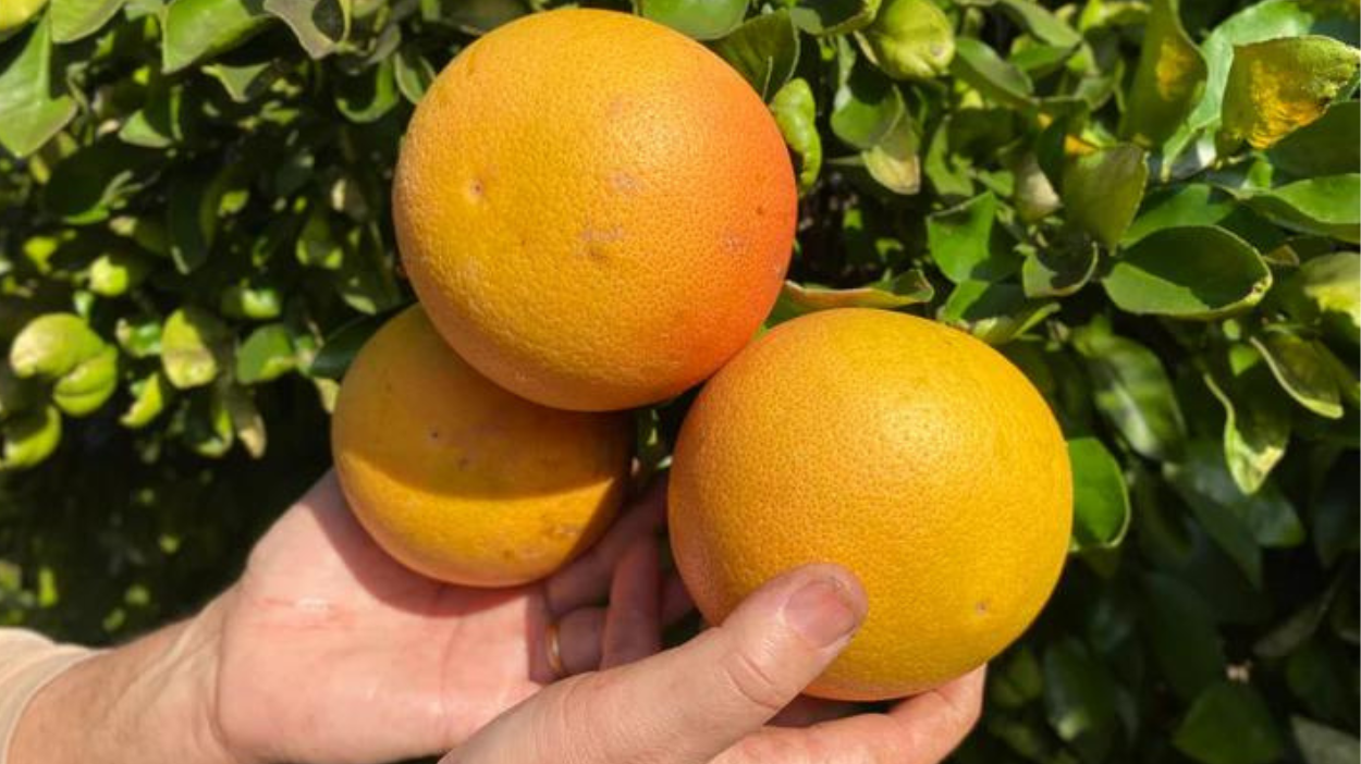 Pomelos de Campos del Abuelo