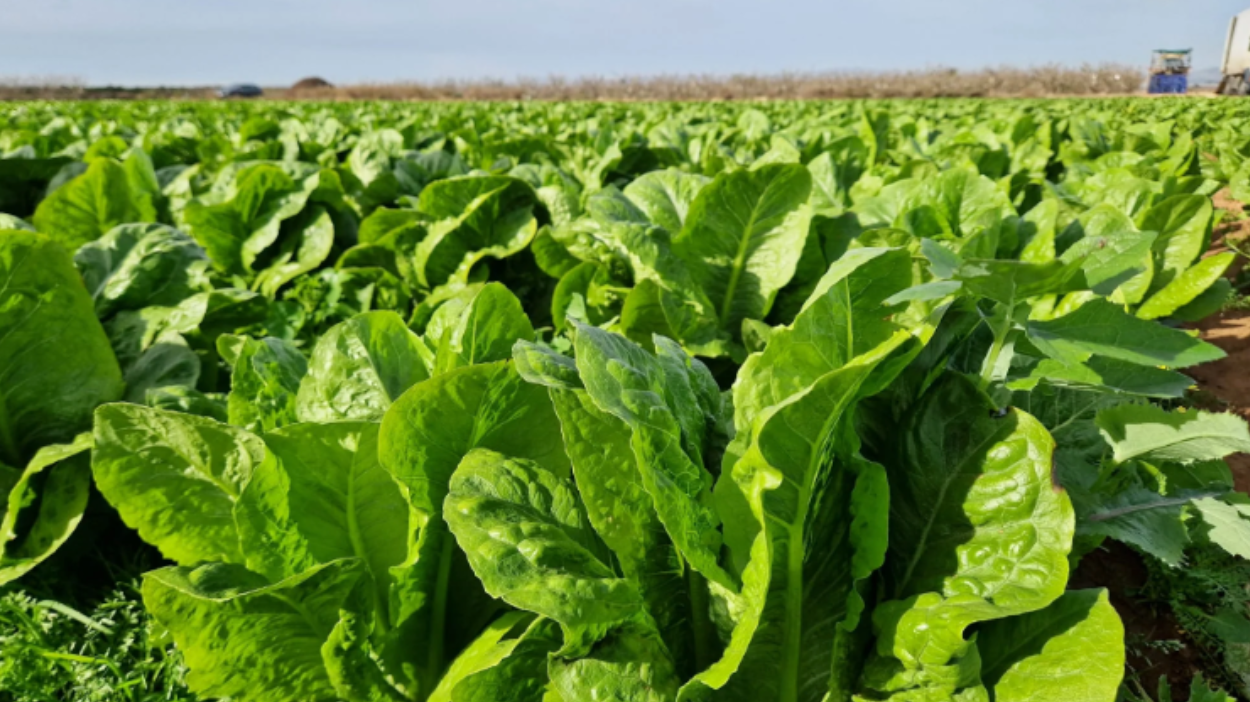 Revelando los secretos de la lechuga romana