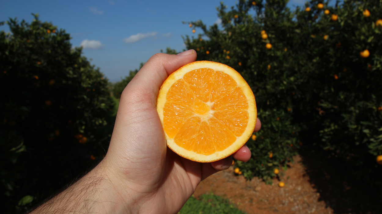 Naranja de Campos del Abuelo
