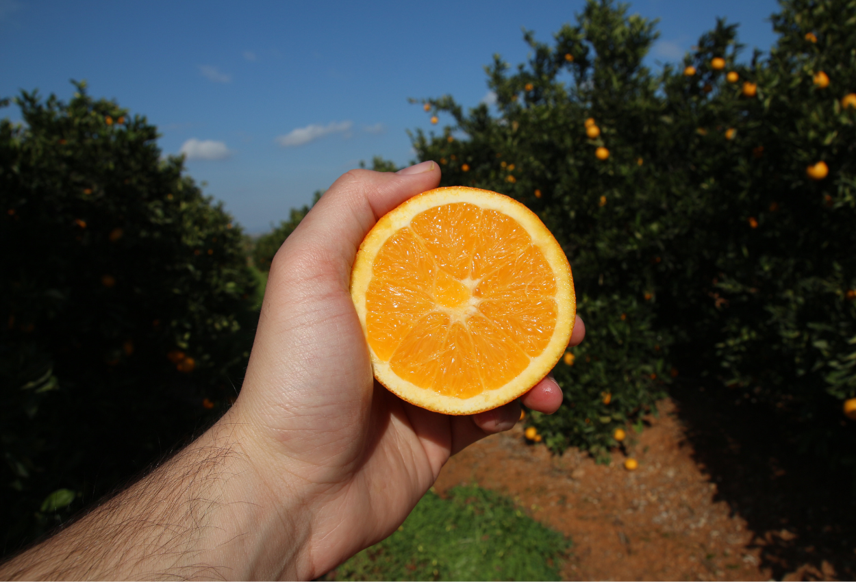 Naranja de Campos del Abuelo
