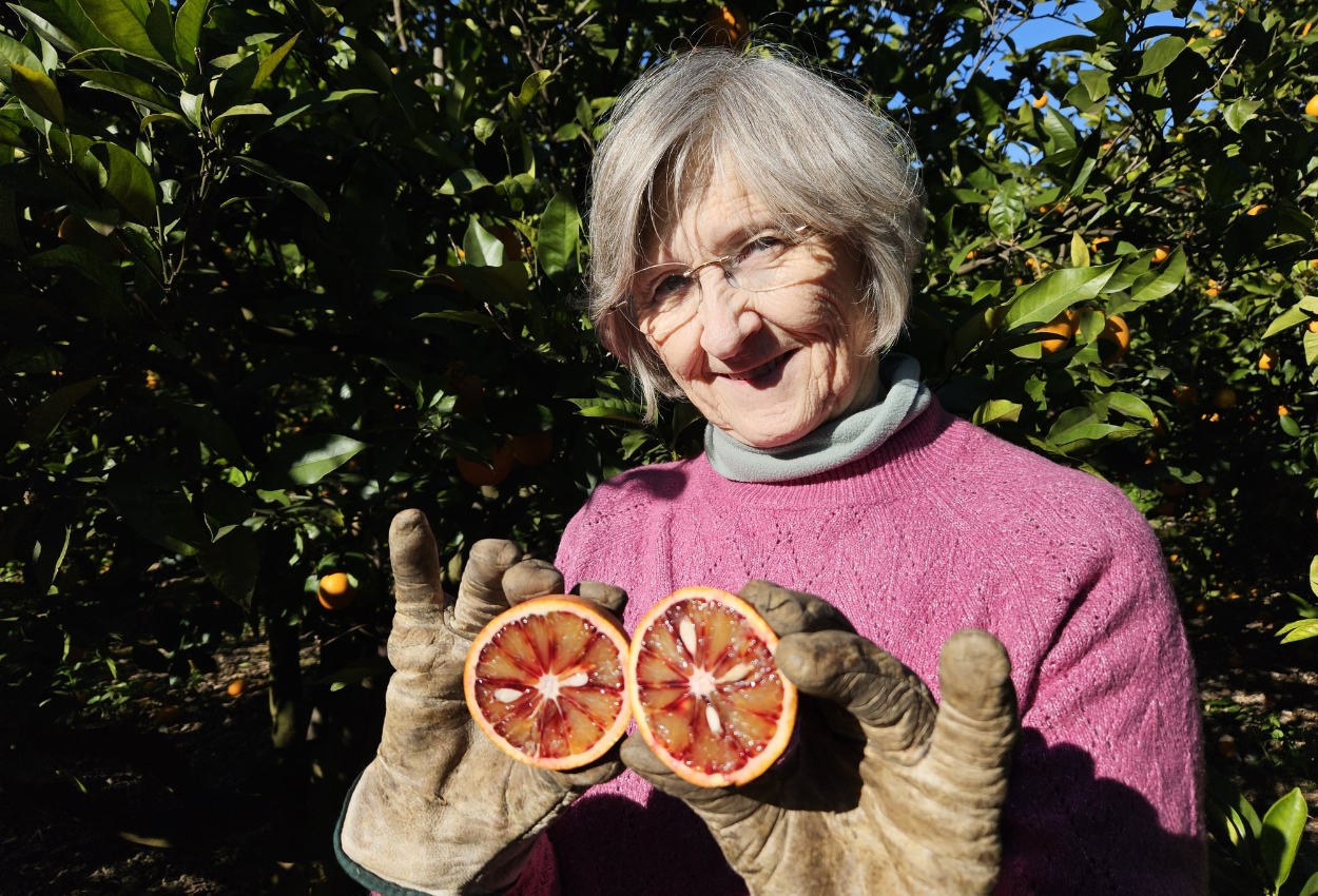 El cultivo de la Naranja Sanguinelli, Roja o de Sangre