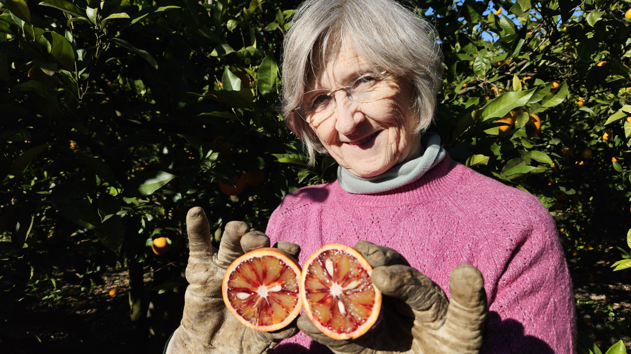 El cultivo de la Naranja Sanguinelli, Roja o de Sangre
