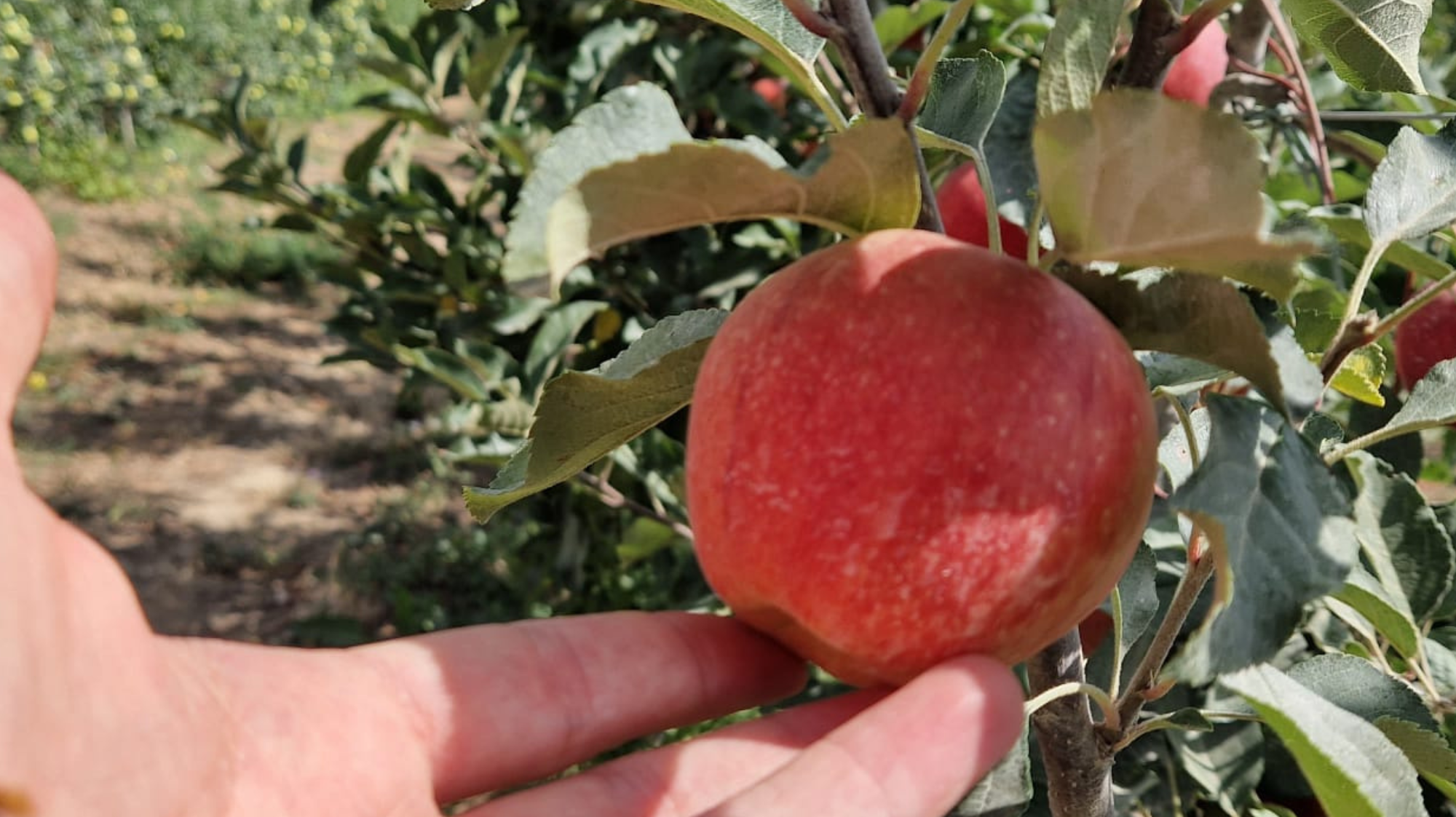 Manzanas de Campos del Abuelo
