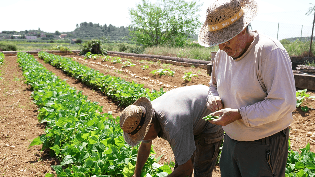 Qué son y para qué sirven los caballones en agricultura