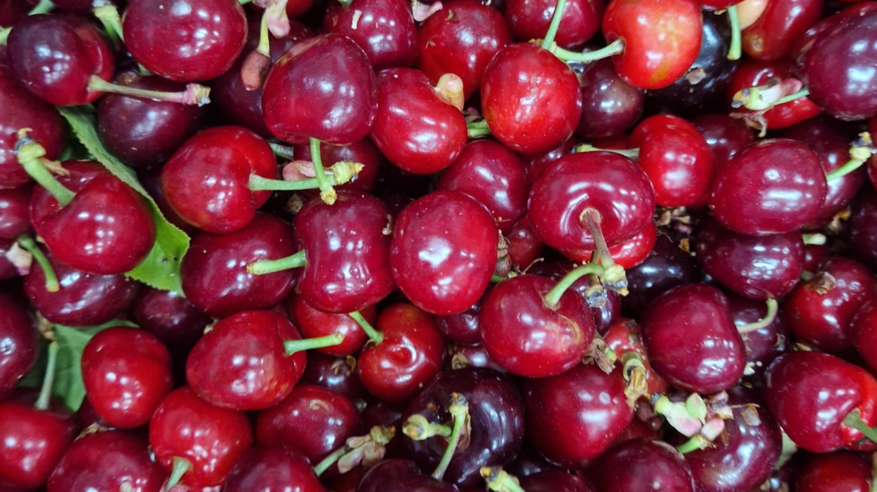 Cerezas de Campos del Abuelo