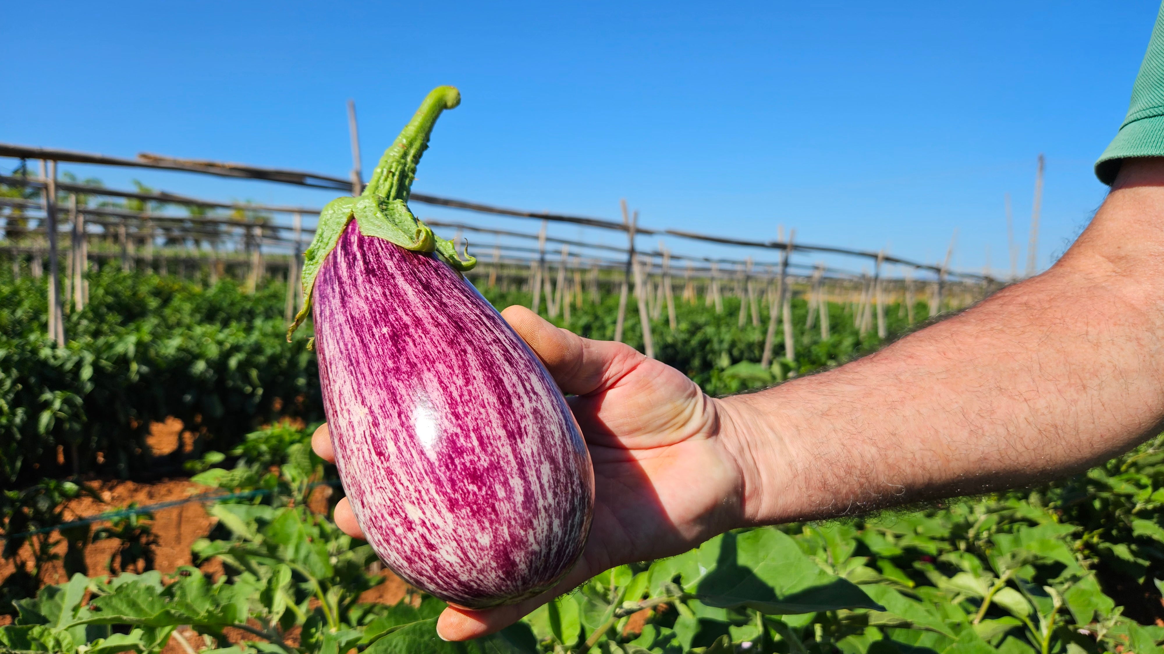 La mejor berenjena de todas: la Rayada