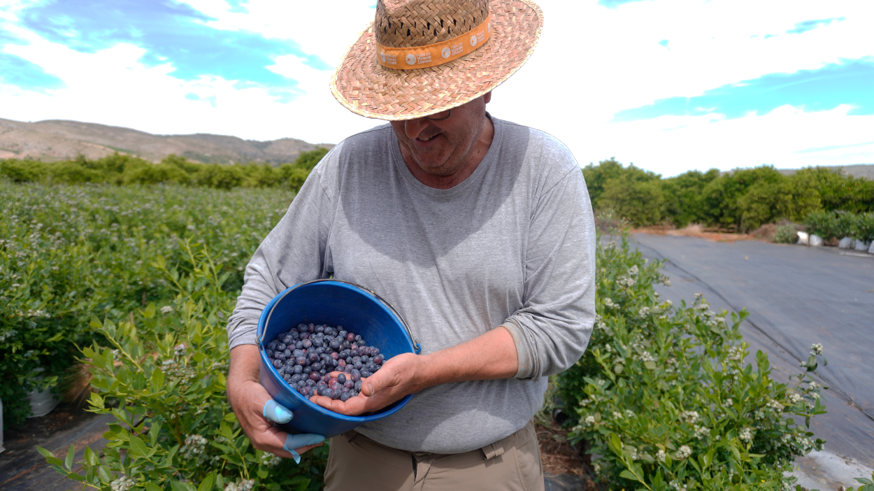 Arándanos recién cosechados | Campos del Abuelo