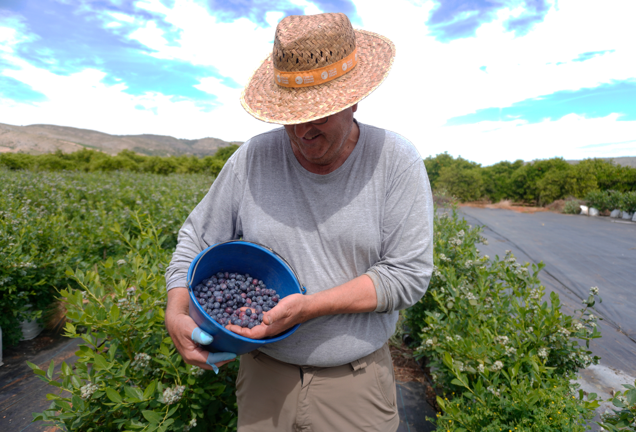 Arándanos recién cosechados | Campos del Abuelo