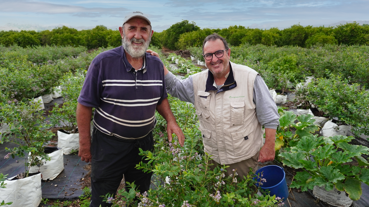 Cosecha de arándanos