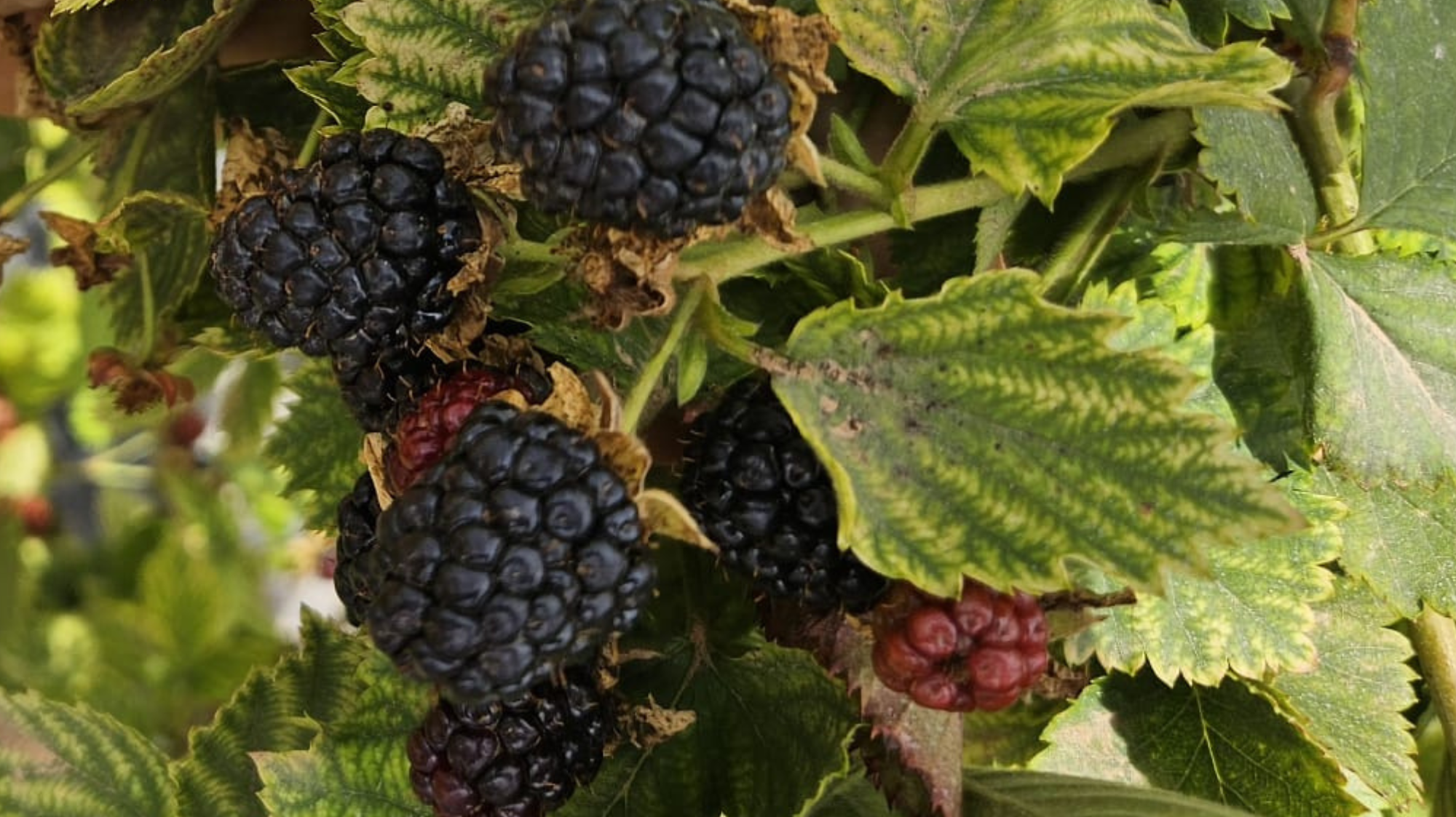 ¿Cómo se cultivan las moras?