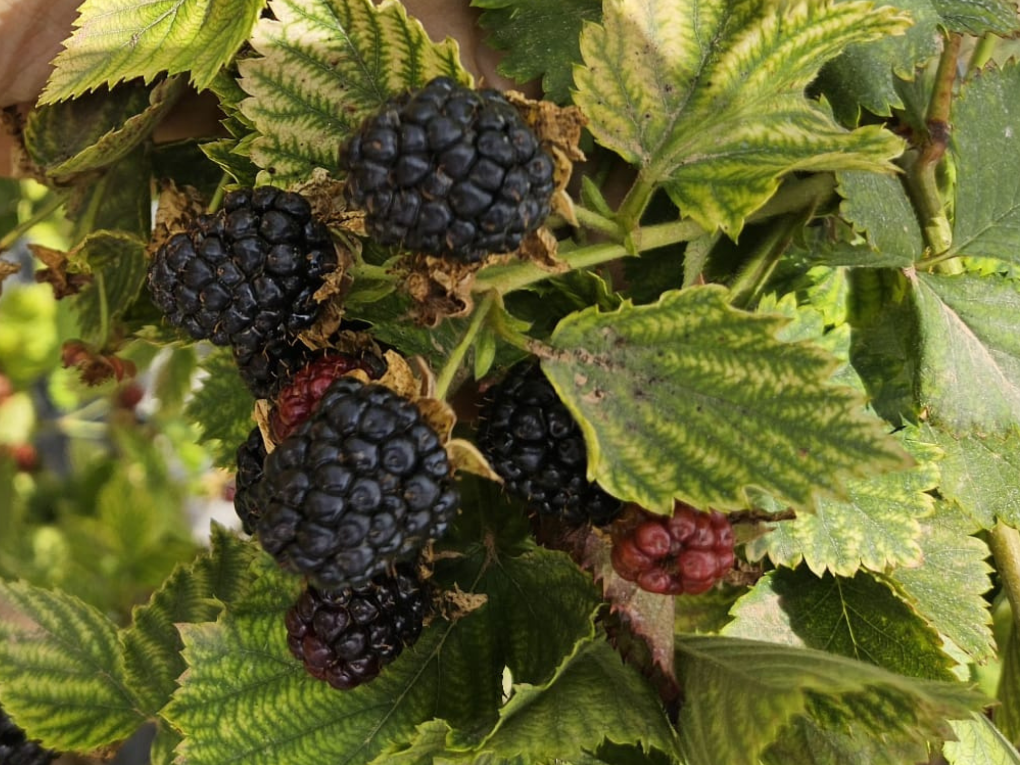 ¿Cómo se cultivan las moras?