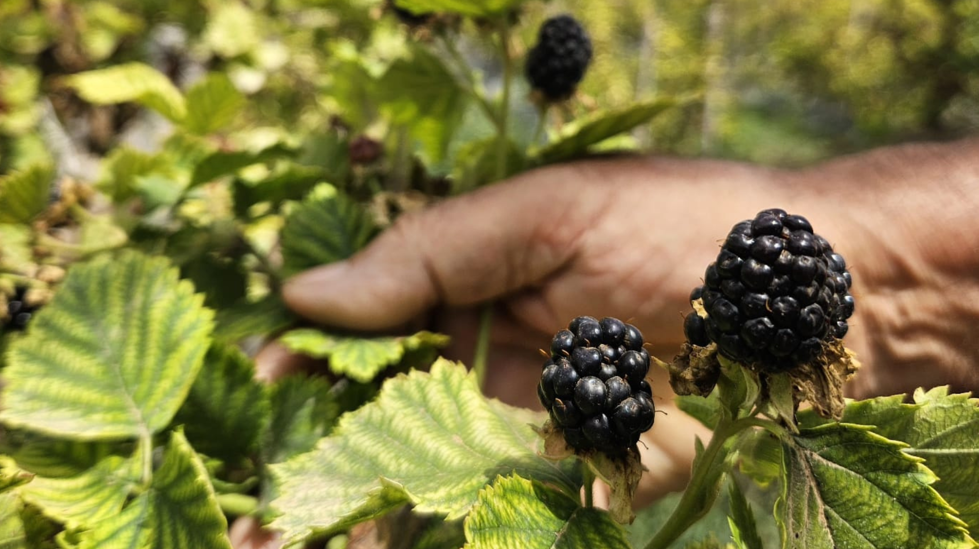 Moras de Campos del Abuelo