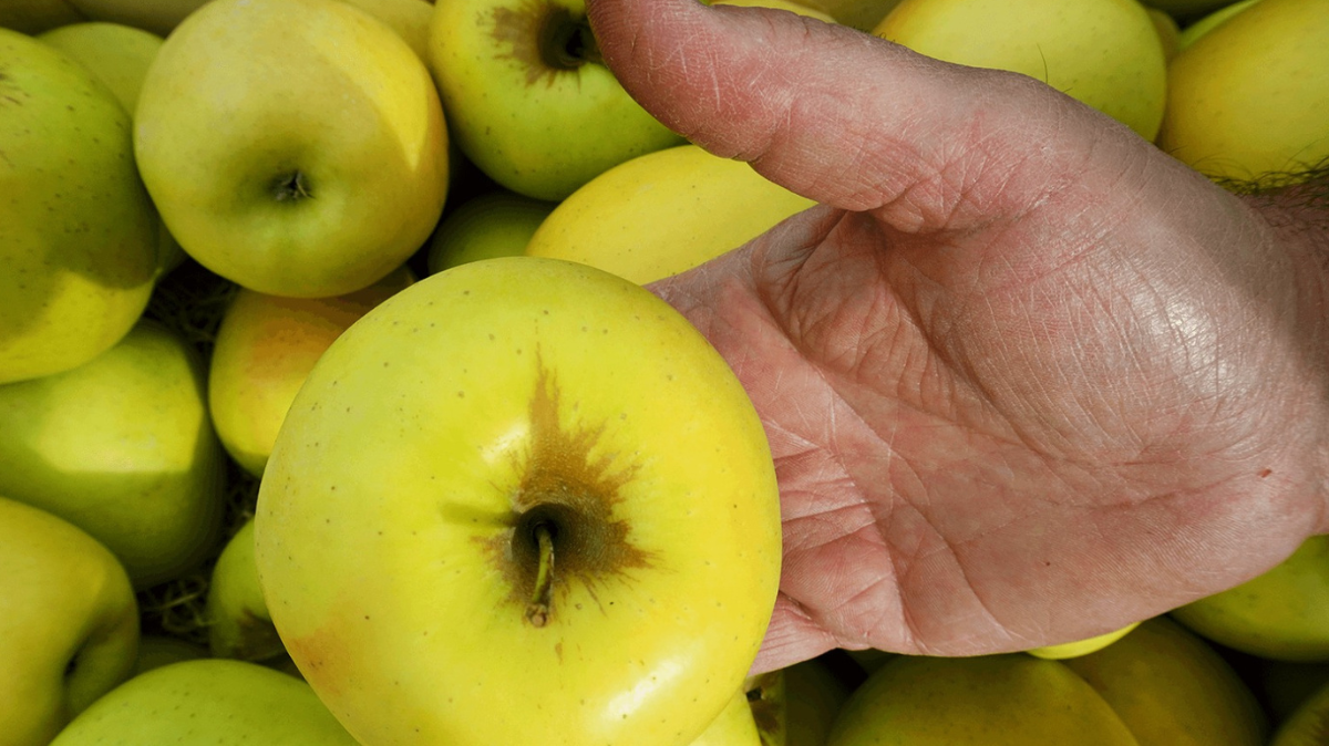 Frutas y verduras para deportistas: guía completa en España para rendir, recuperar y disfrutar