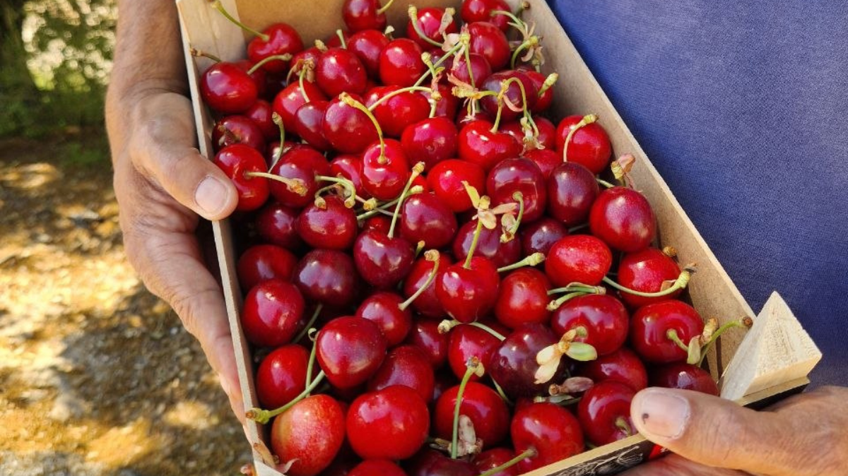 Cosecha de la cereza en España: del árbol a tu mesa, sin secretos