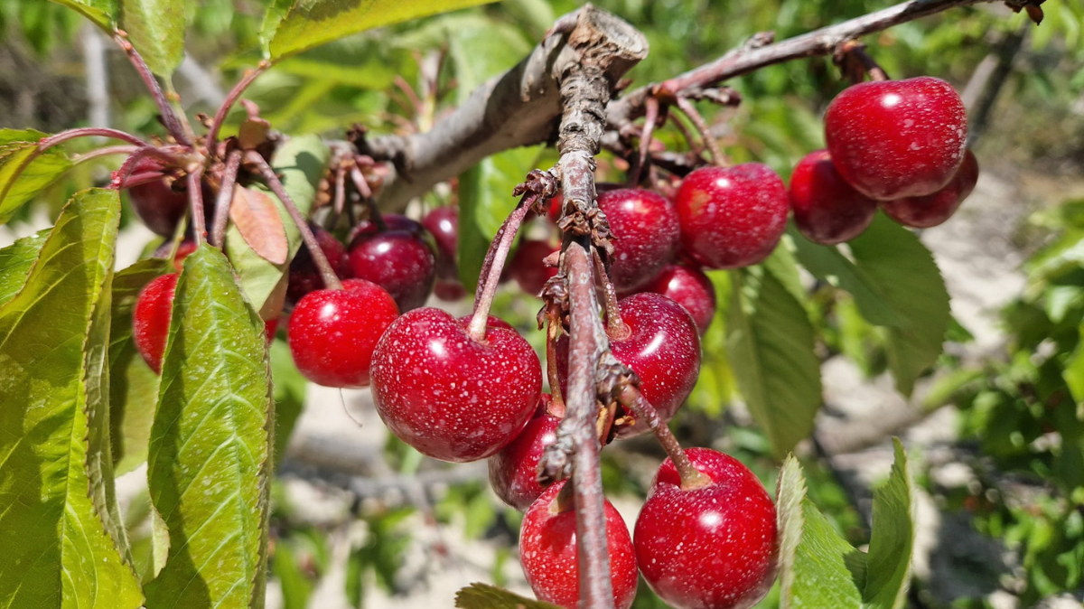 Poda del cerezo en España: guía viva desde el árbol para fruta grande y sana