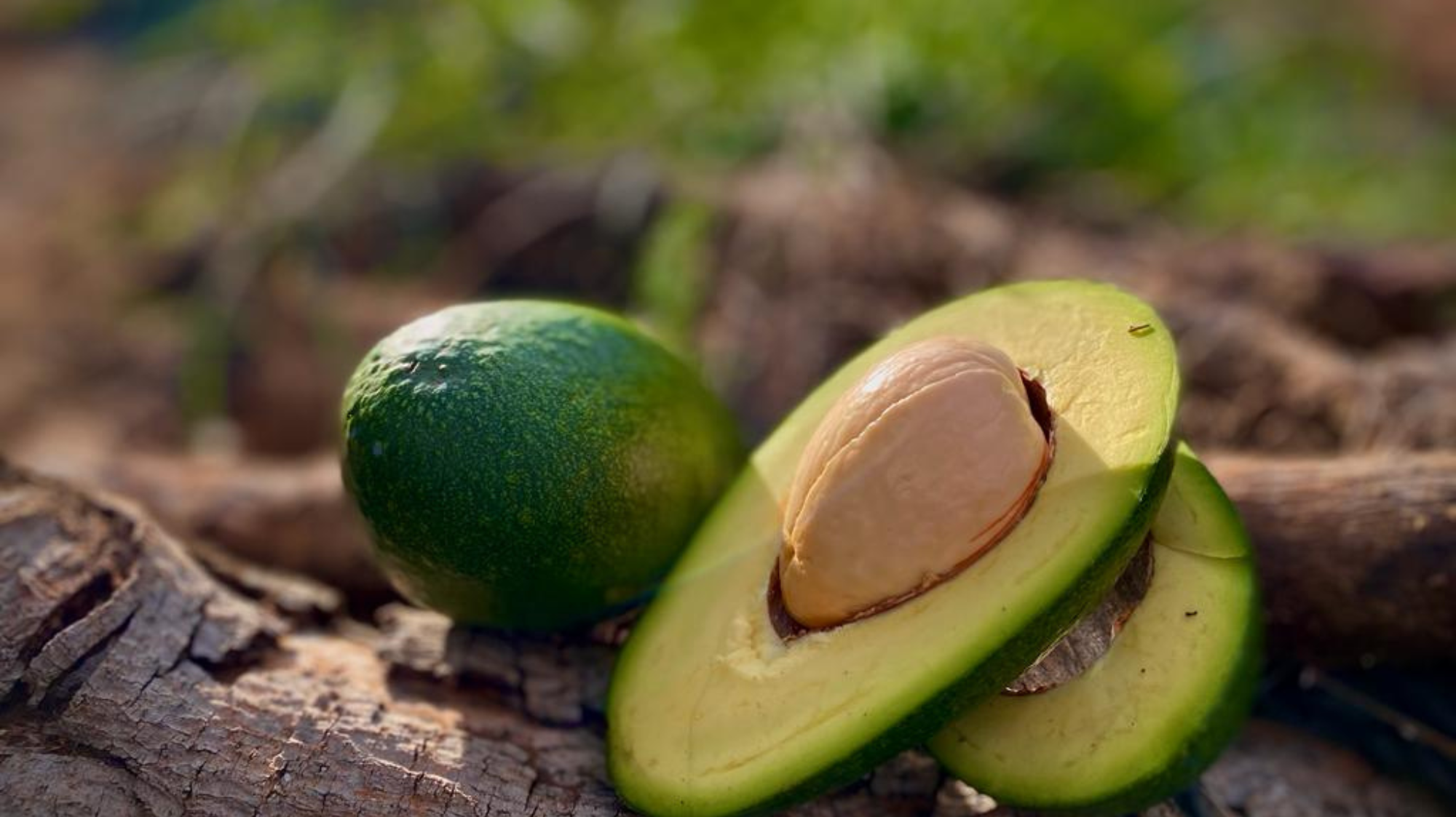 Como conservar un aguacate abierto: guía sincera desde la finca