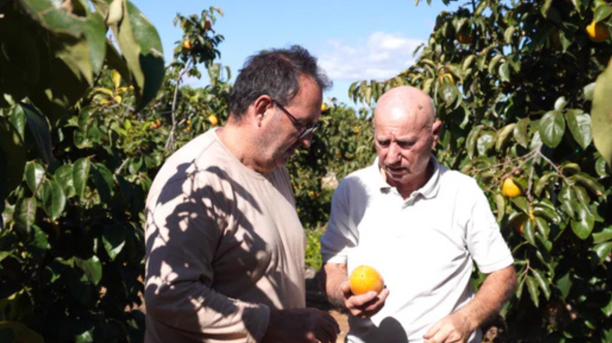 Desafíos del cultivo del caqui: plagas, hongos y la revolución de la astringencia