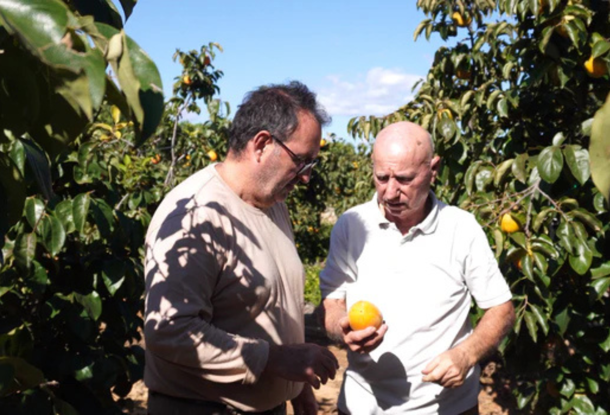 Desafíos del cultivo del caqui: plagas, hongos y la revolución de la astringencia