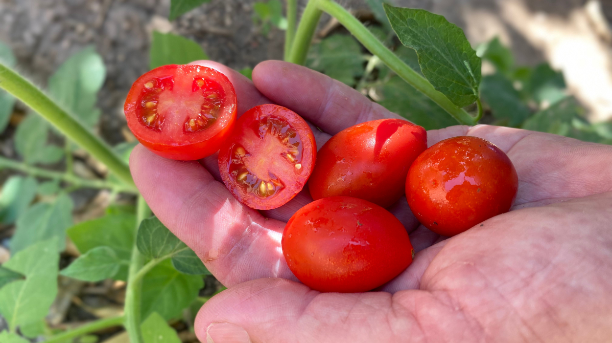 Tomates cherry de Campos del Abuelo