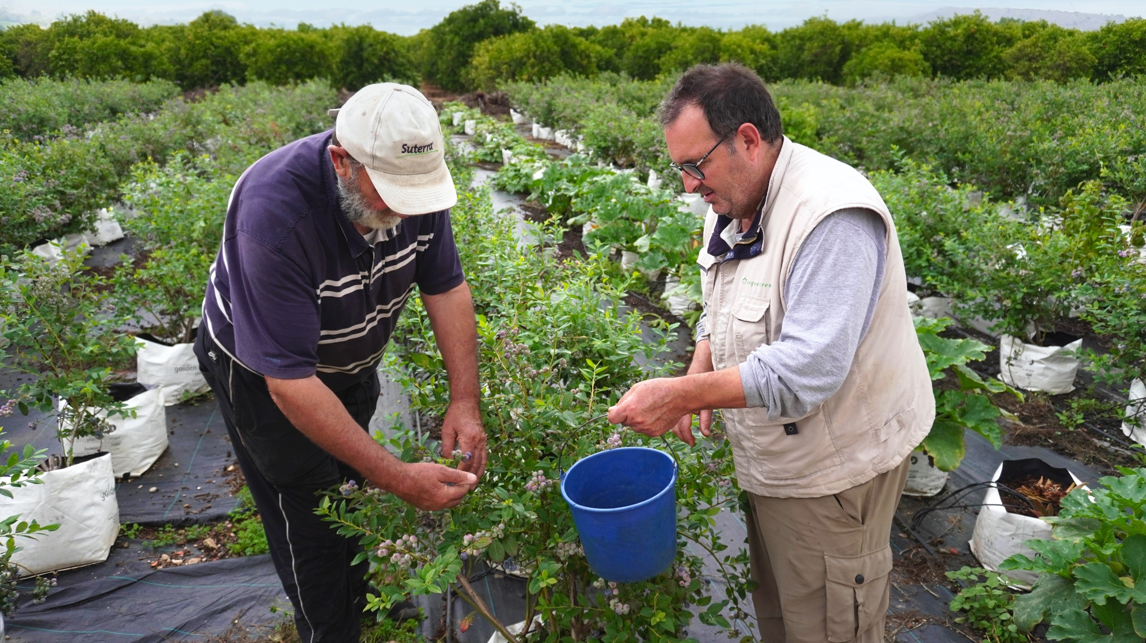 Comprar directamente del Agricultor: La clave para alimentos frescos y apoyar el campo Español