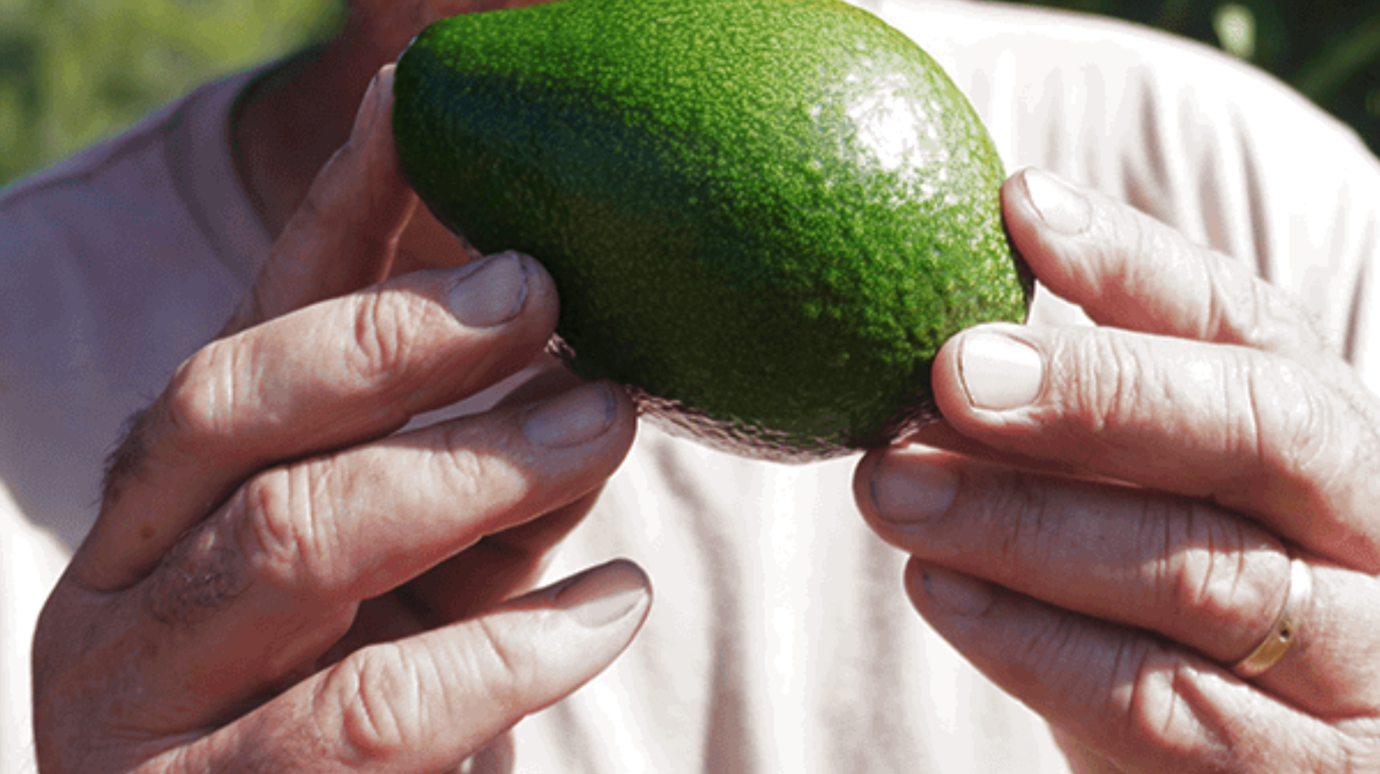 Variedades de aguacate: tipos y características en España