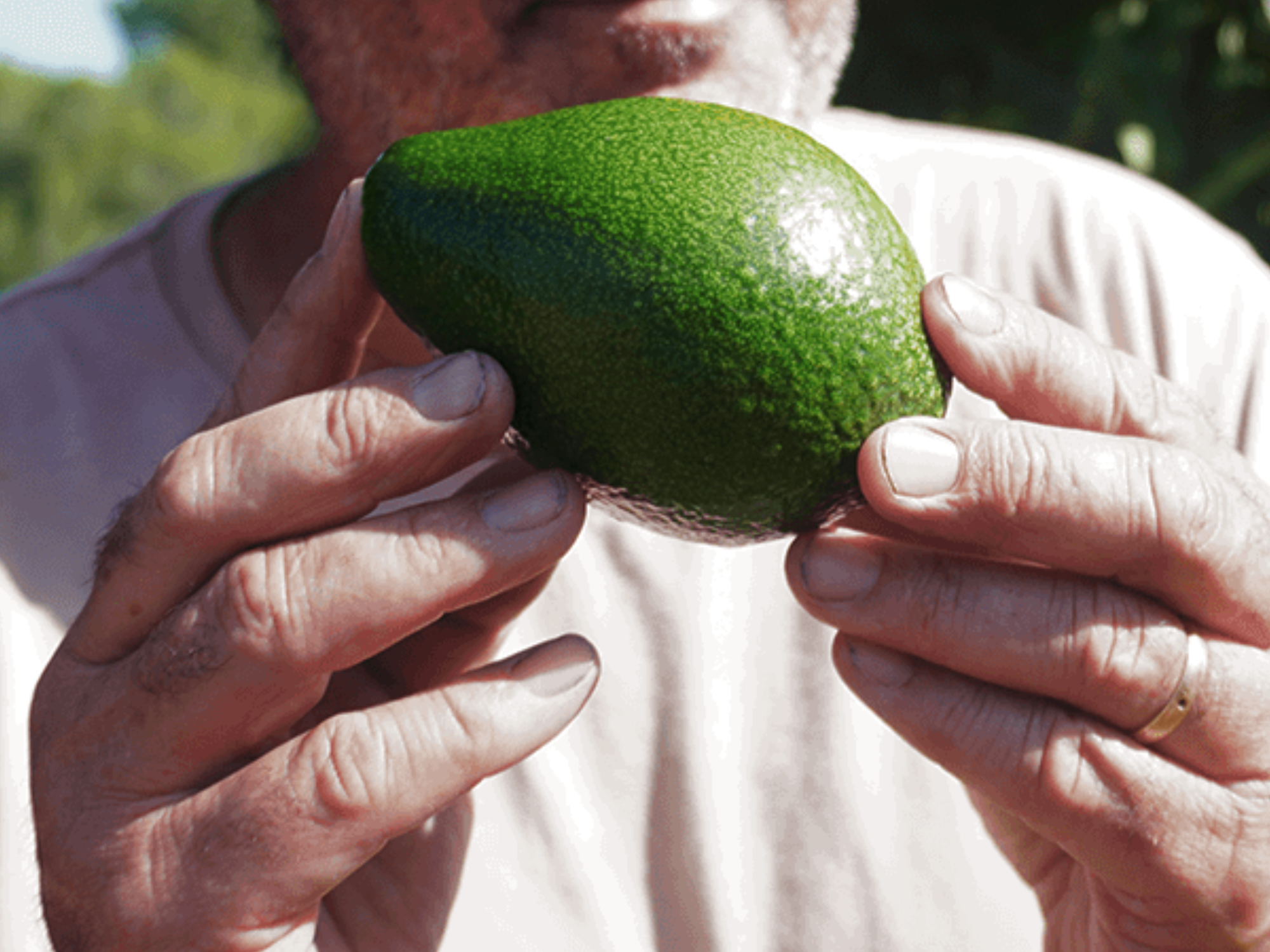 Variedades de aguacate: tipos y características en España