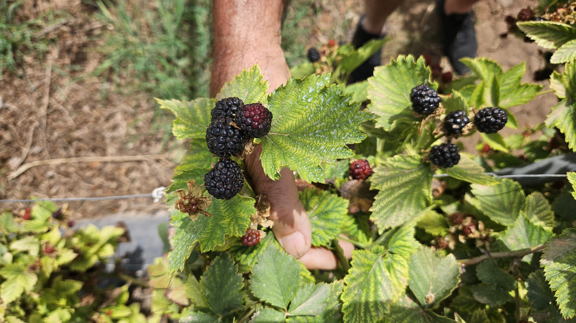 Las moras de Antonio | Campos del Abuelo