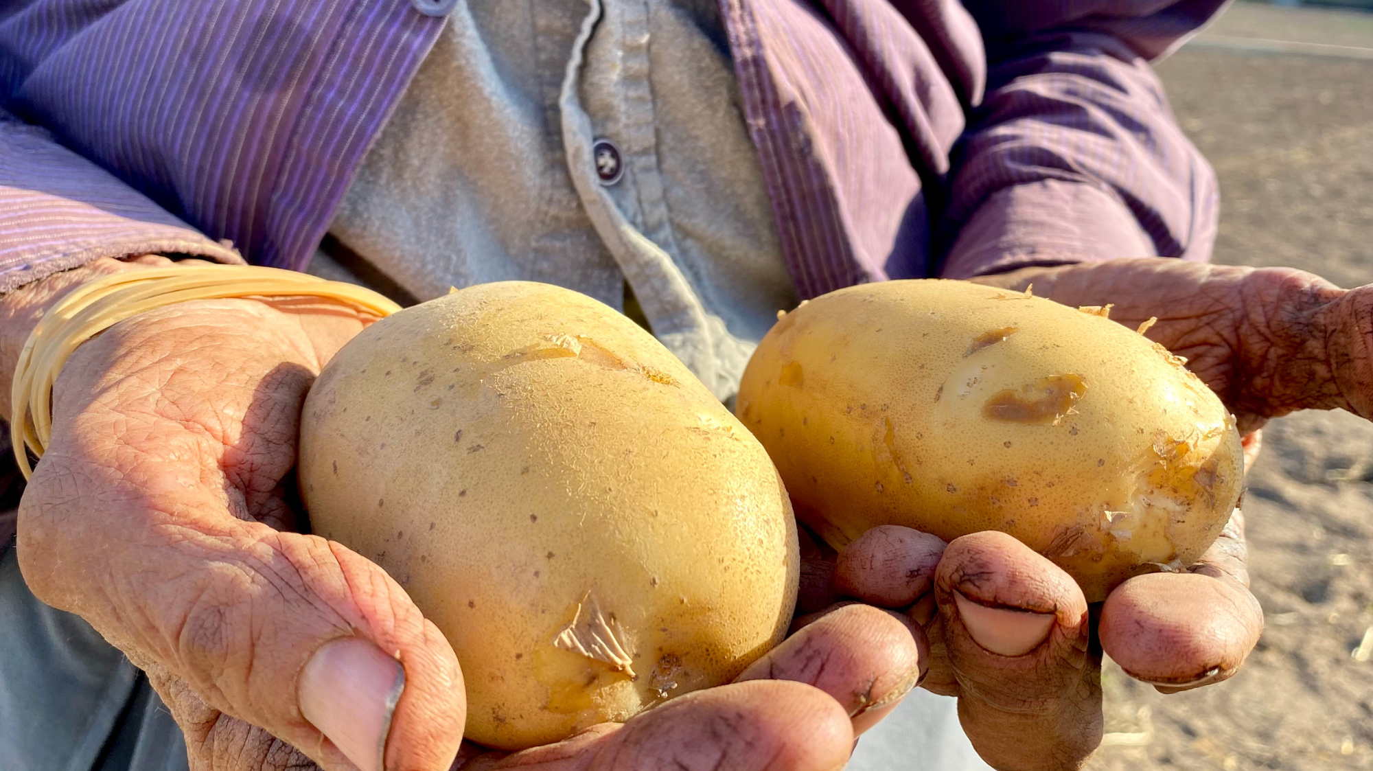 El gran viaje de la patata