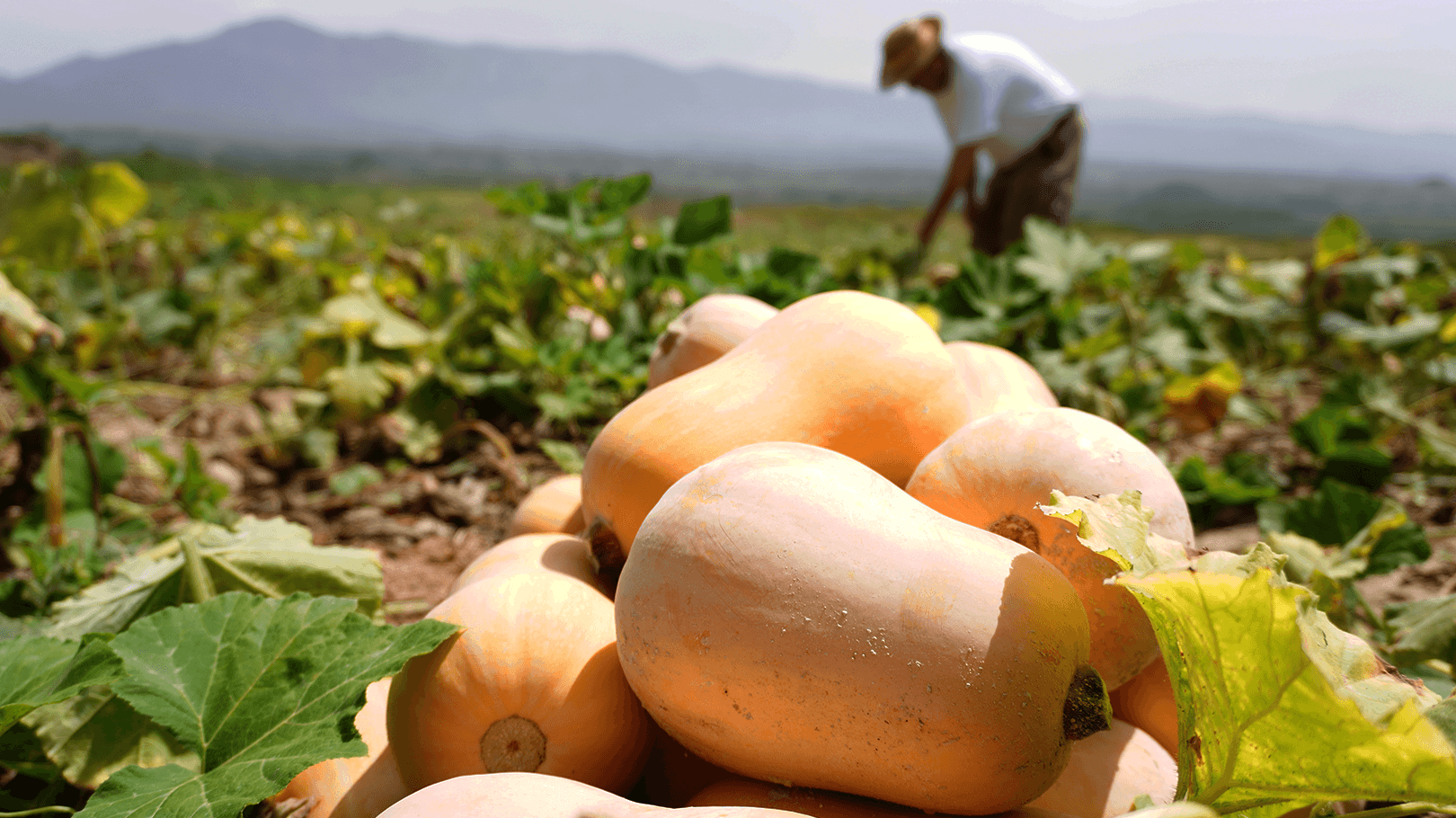 ¿Cómo ha avanzado la agricultura en la sociedad? Te lo contamos…