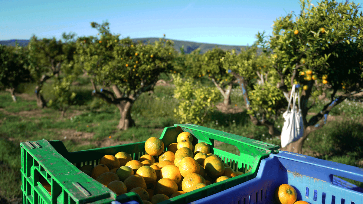 Mandarinas verdes por fuera: ¿están maduras? Te lo explicamos desde el campo