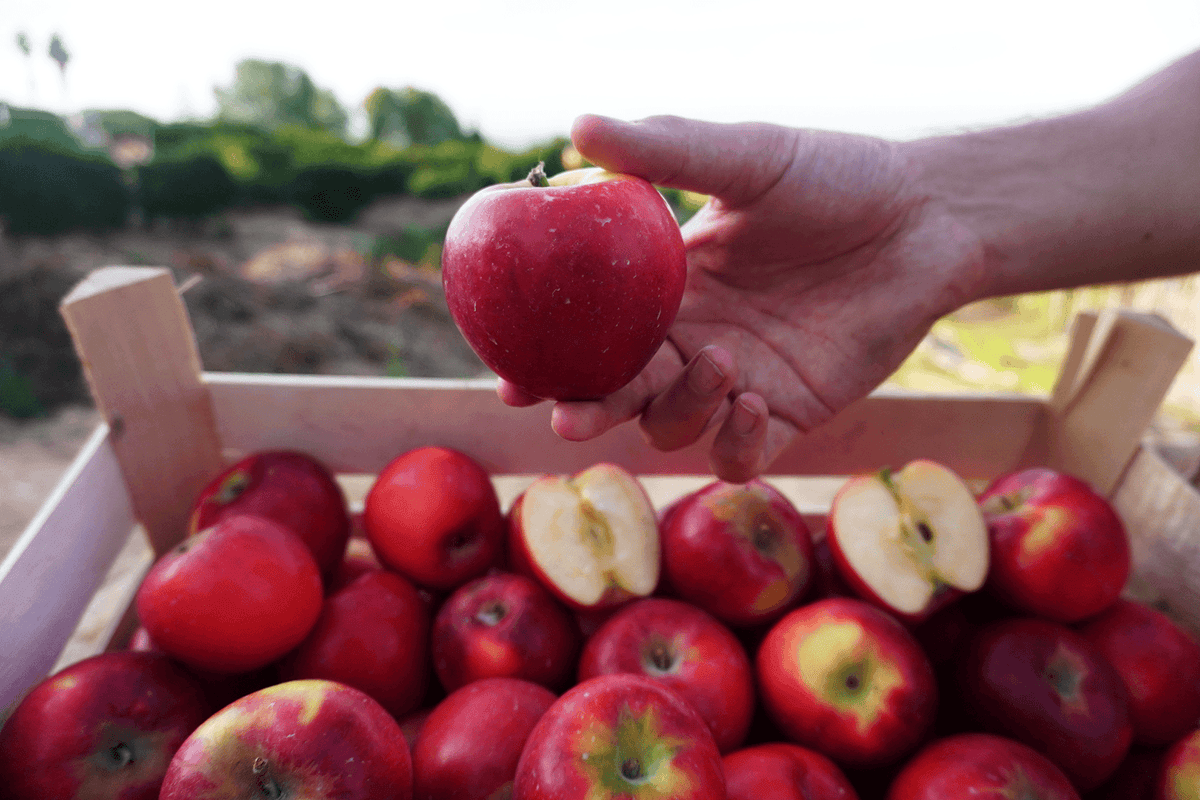La pomme, un fruit sain: le potentiel de ce fruit à pépins