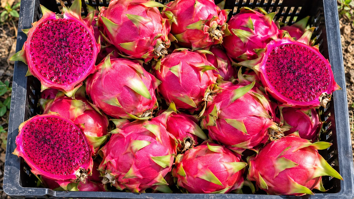¿Por qué la pitahaya no sabe a nada? Y cómo saber si está madura