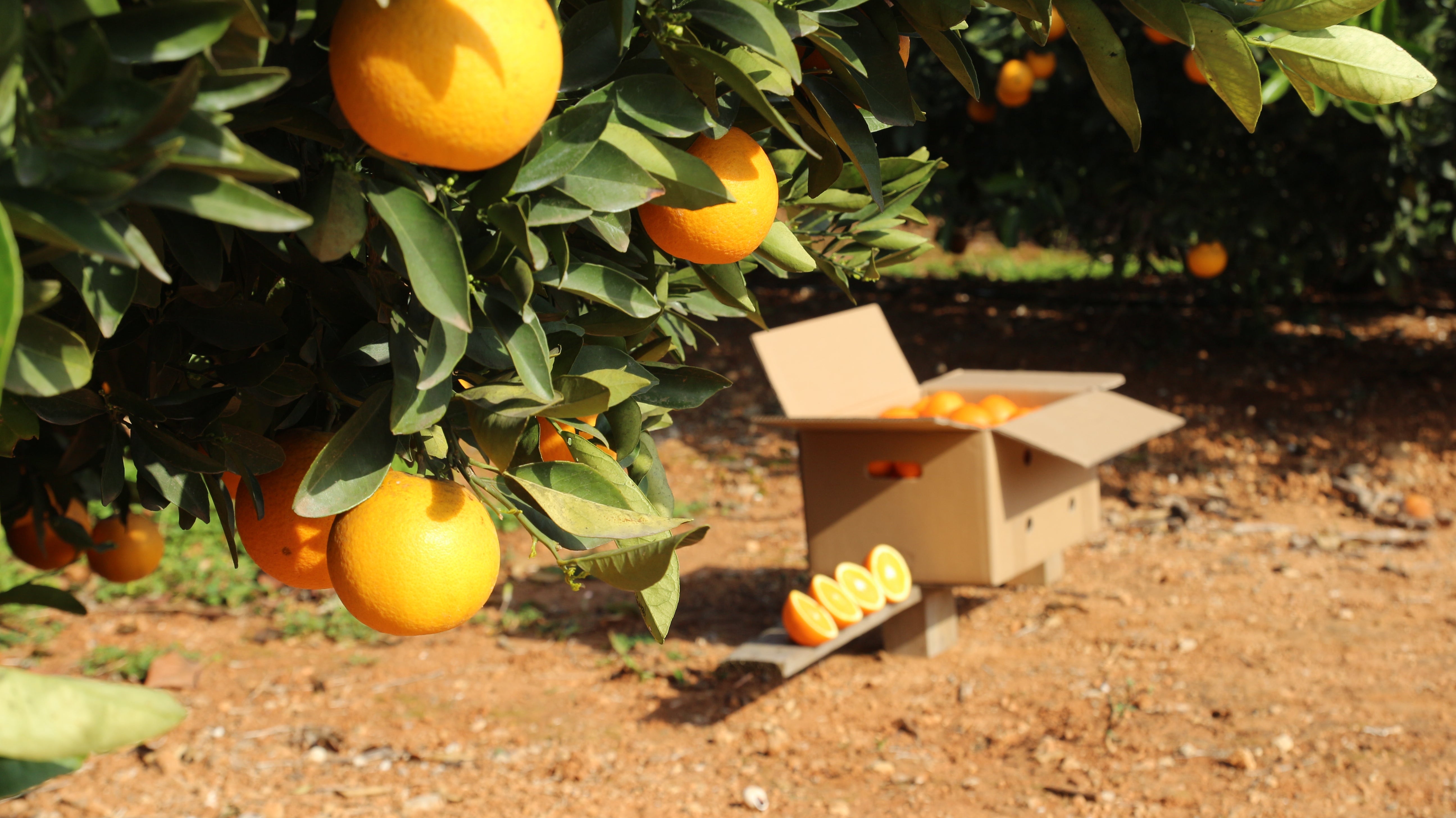 Crisis de la naranja Valenciana: qué está pasando y cómo salimos juntos