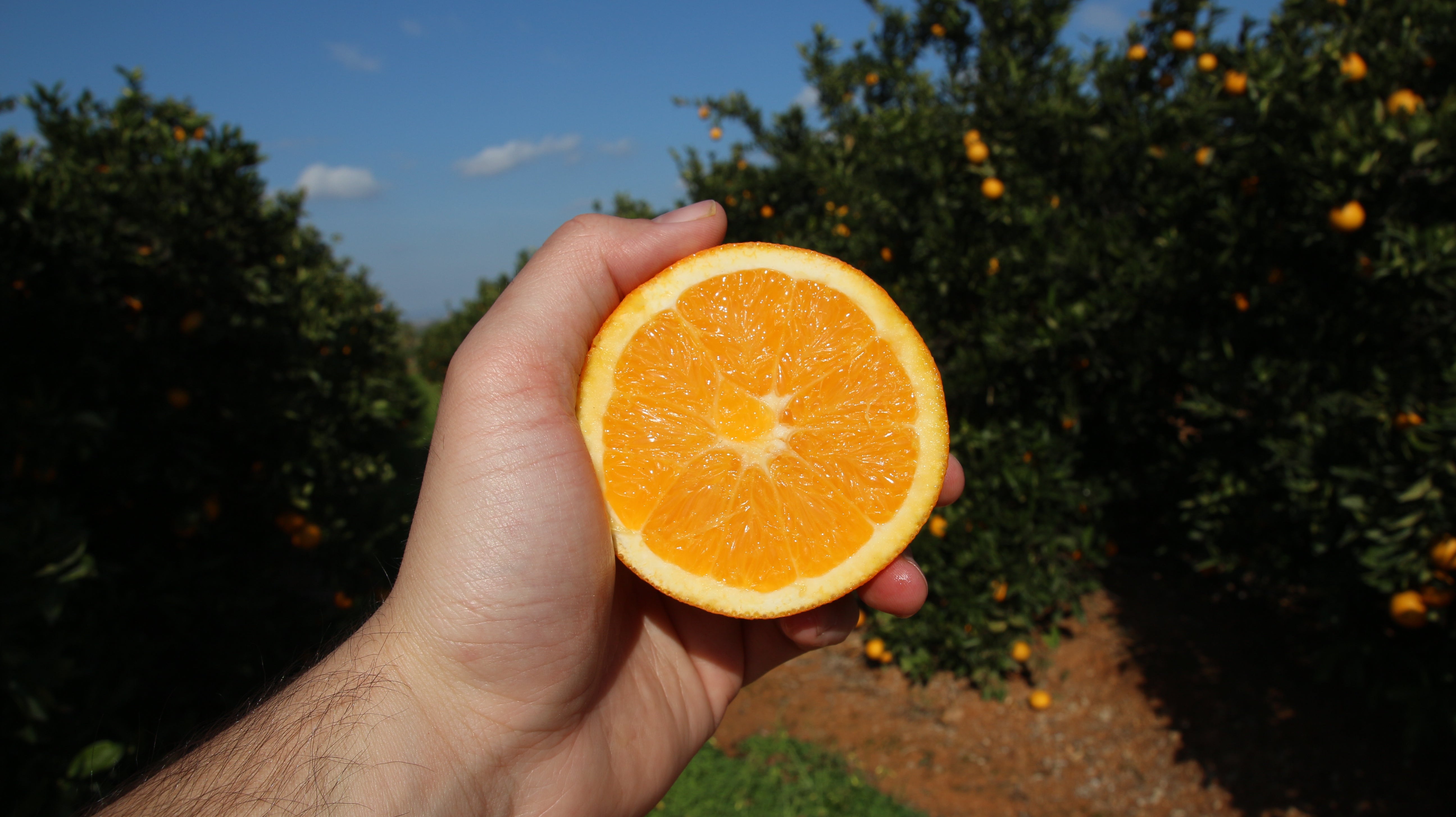 Crisis de la naranja Valenciana: qué está pasando y cómo salimos juntos