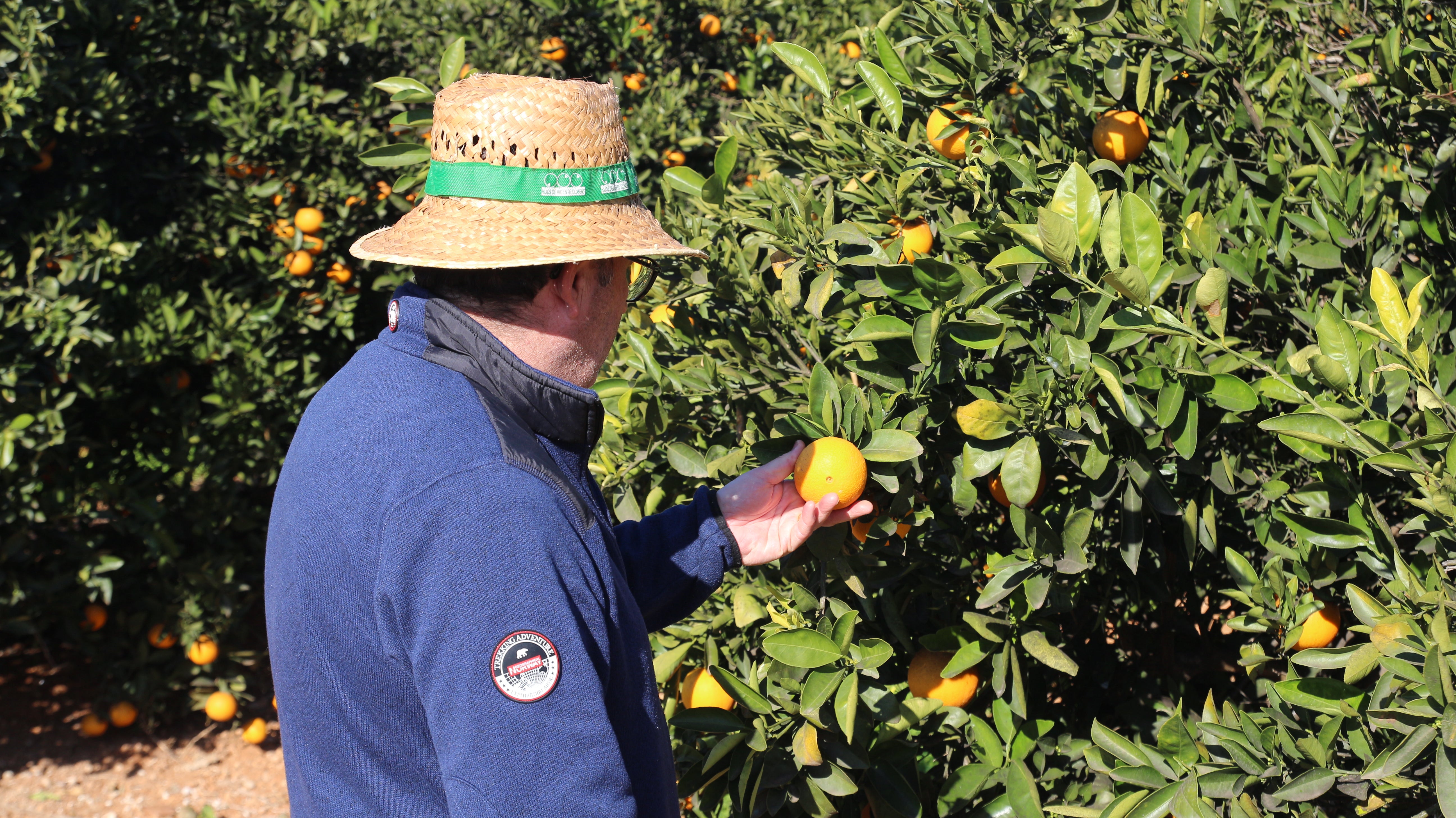 Intrusismo en el mercado de la naranja