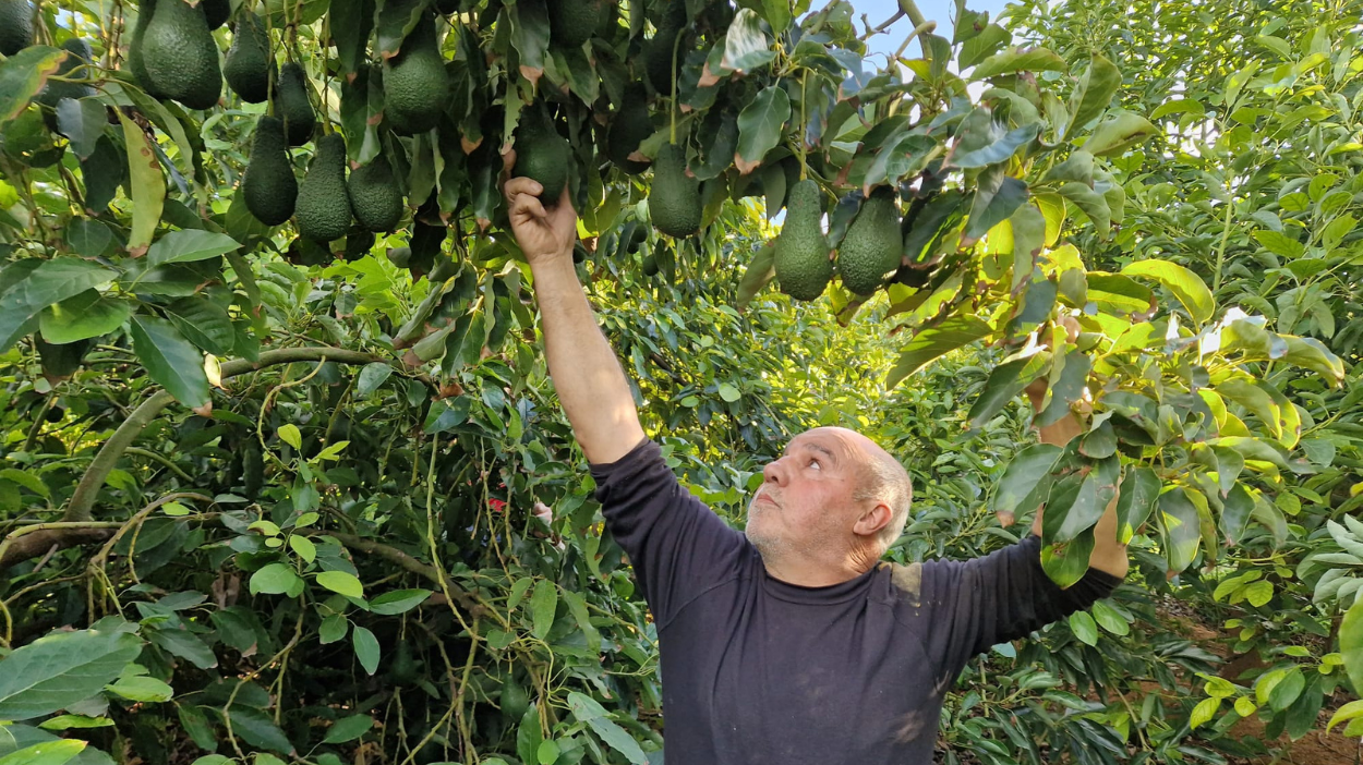 Árbol de aguacates | Campos del Abuelo