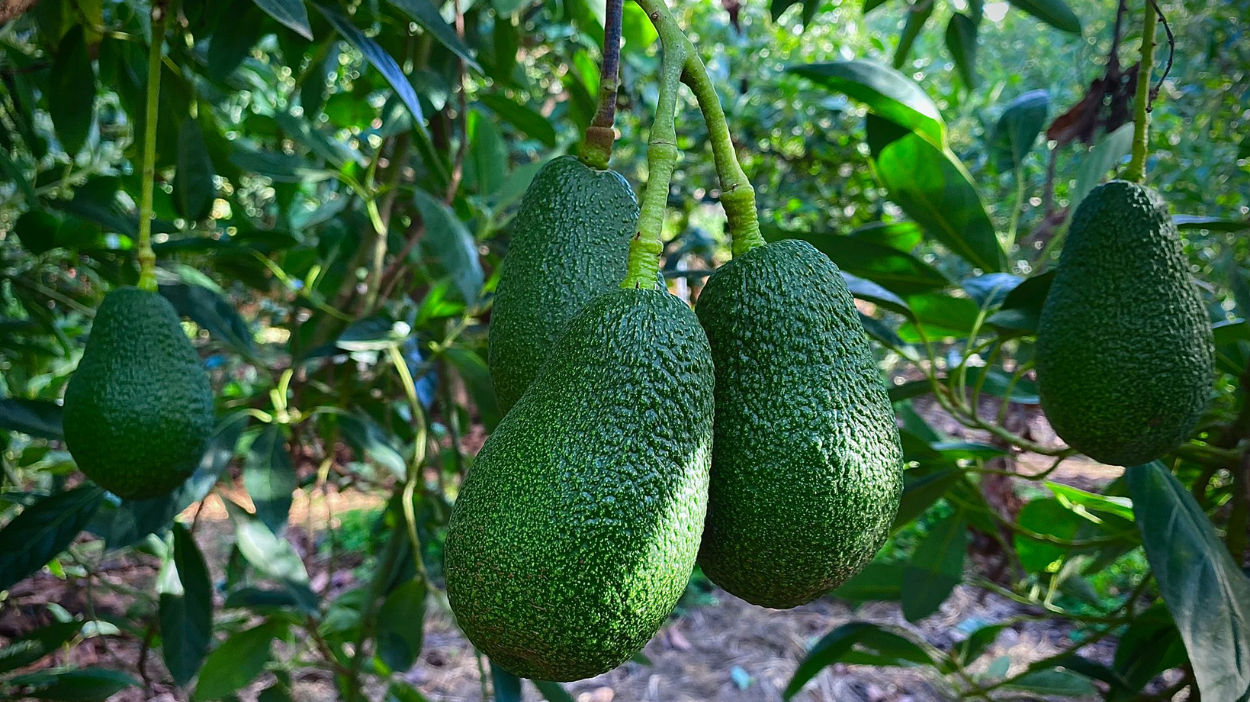 Aguacates colgando en el árbol | Campos del Abuelo
