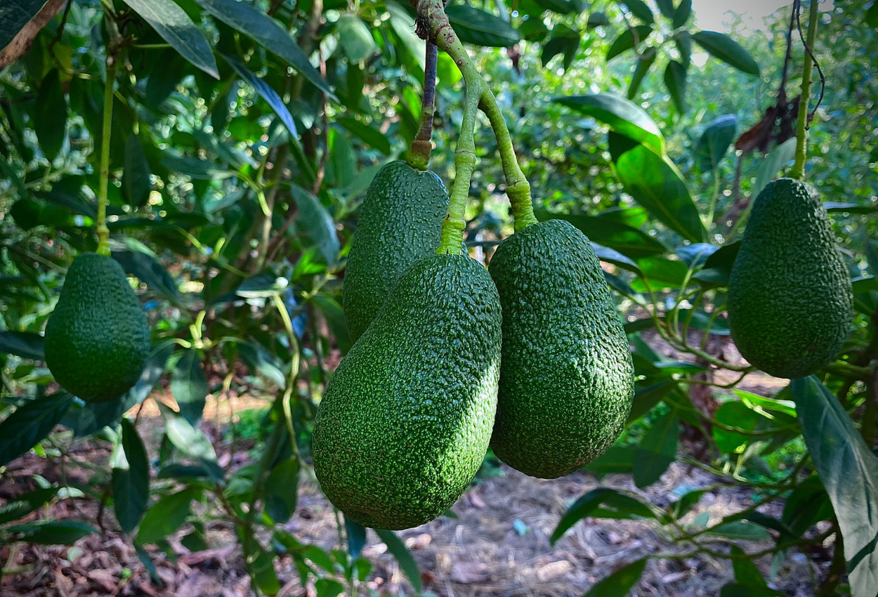 Aguacates colgando en el árbol | Campos del Abuelo