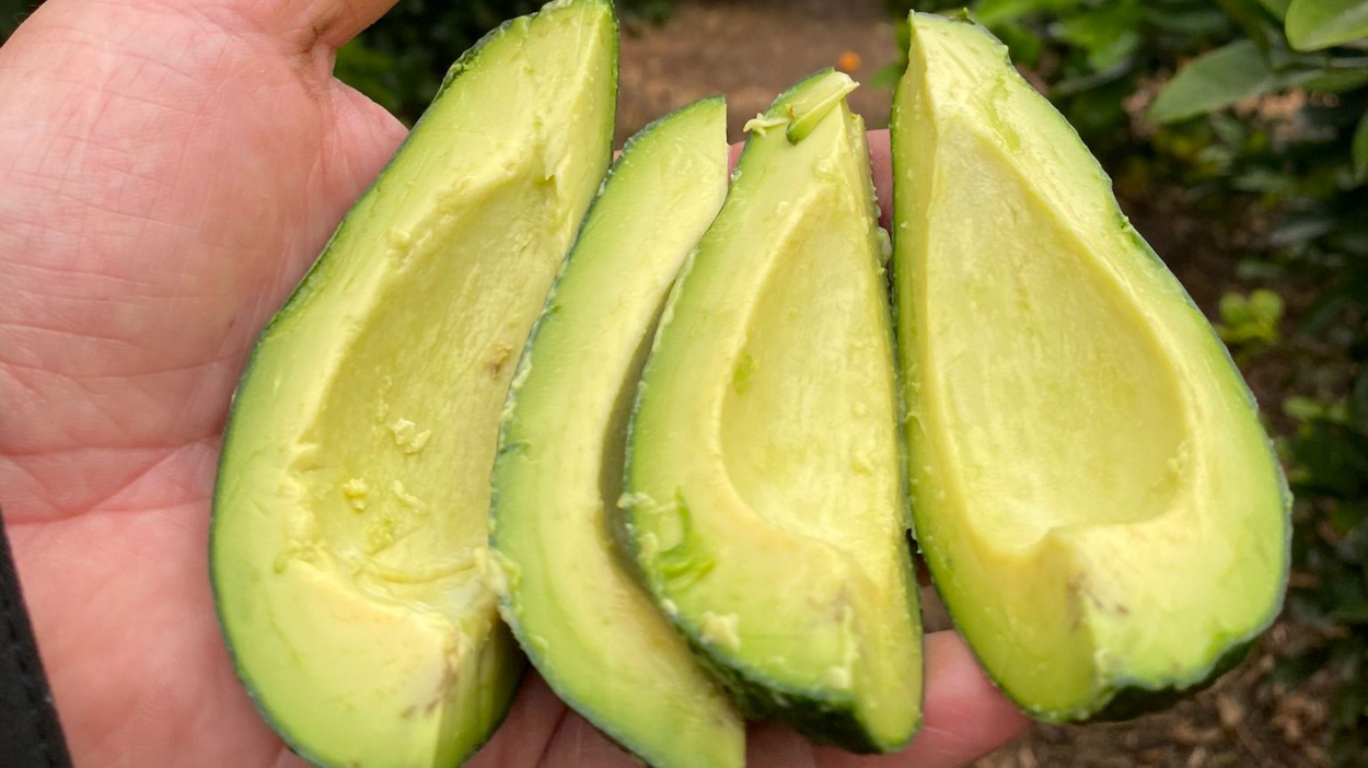 Conociendo el aguacate Bacon