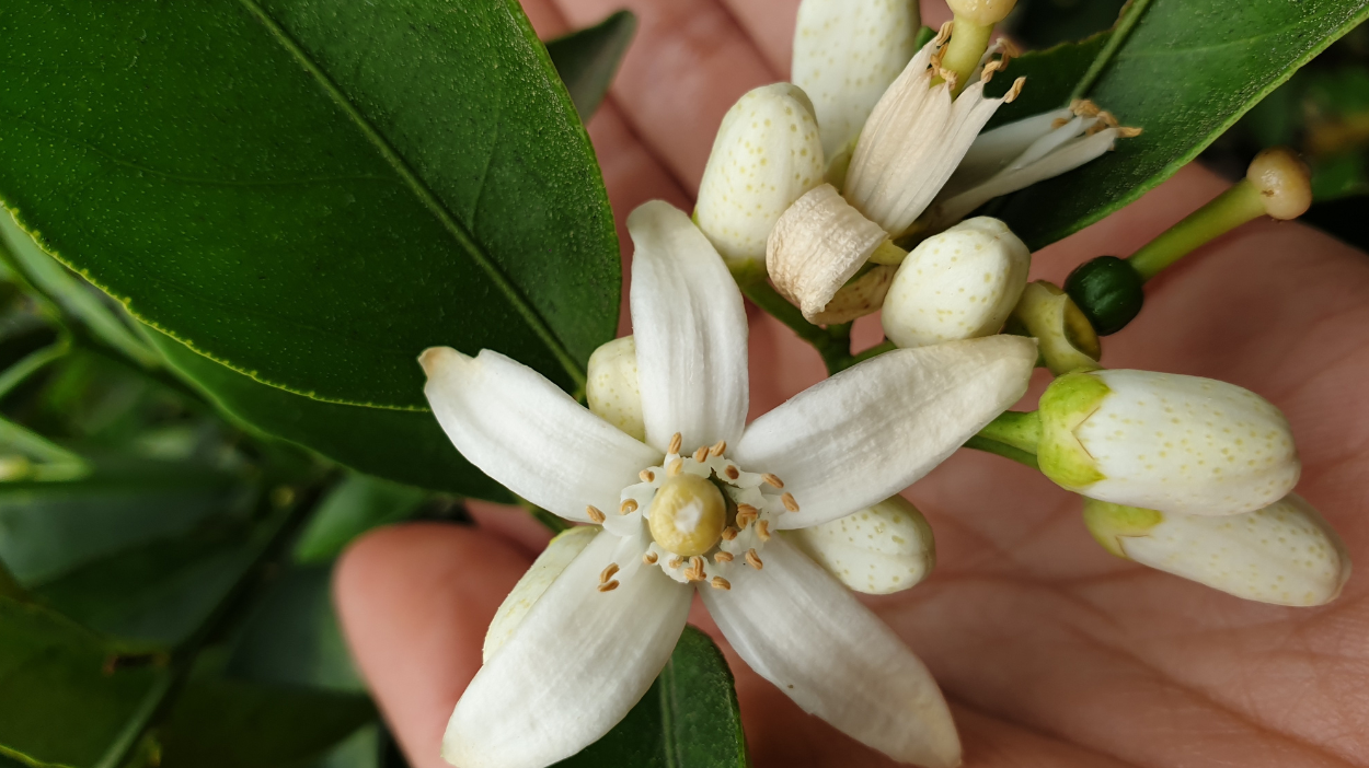 La flor de azahar | Campos del Abuelo