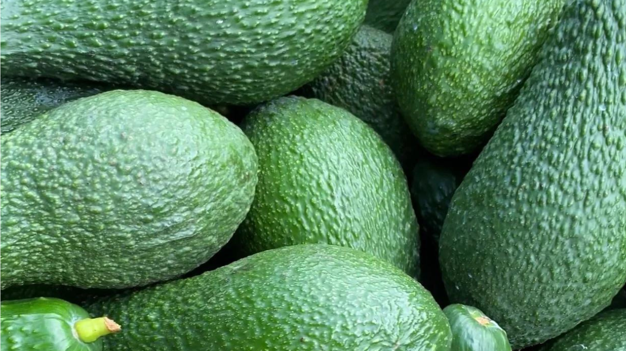 Aguacates de Campos del Abuelo