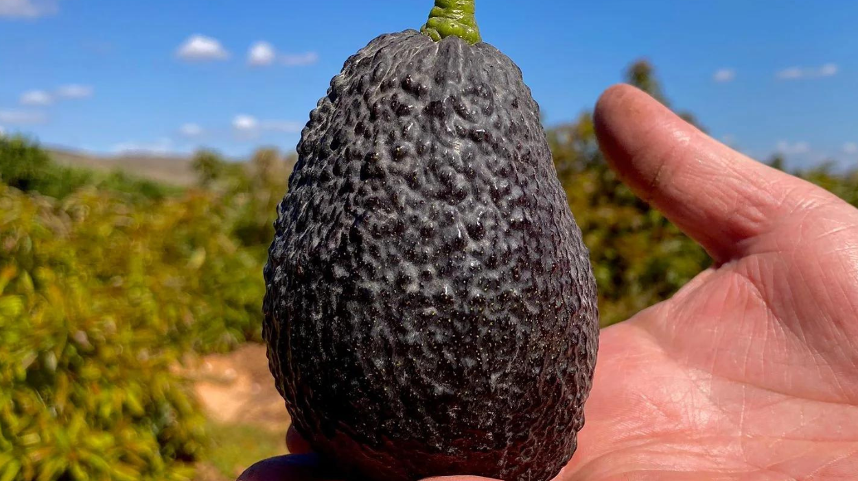 Aguacates Hass | Campos del Abuelo