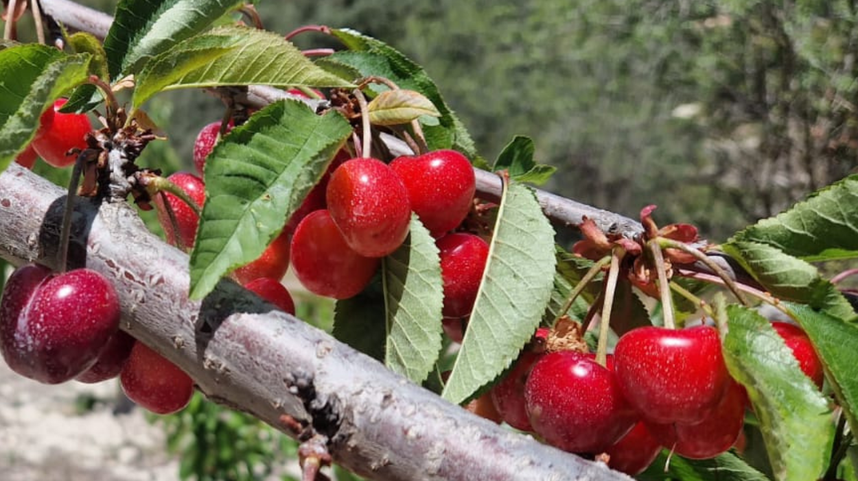 Cultivo de la Cereza: Guía Completa para una Producción Exitosa en España