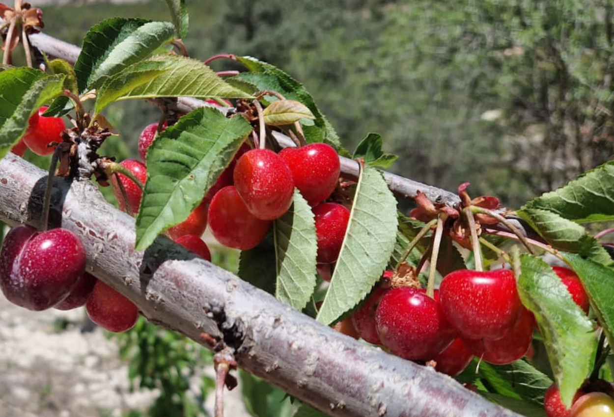 Cultivo de la Cereza: Guía Completa para una Producción Exitosa en España