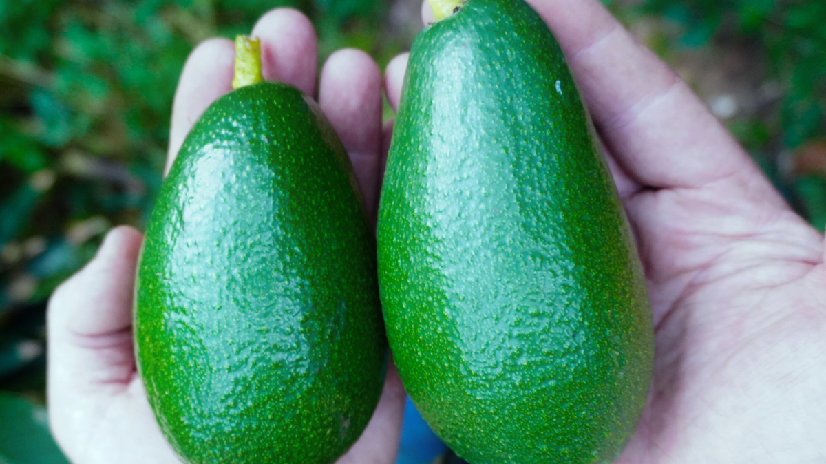 Aguacate y digestión en España: cómo cuidarte desde la tierra hasta tu mesa