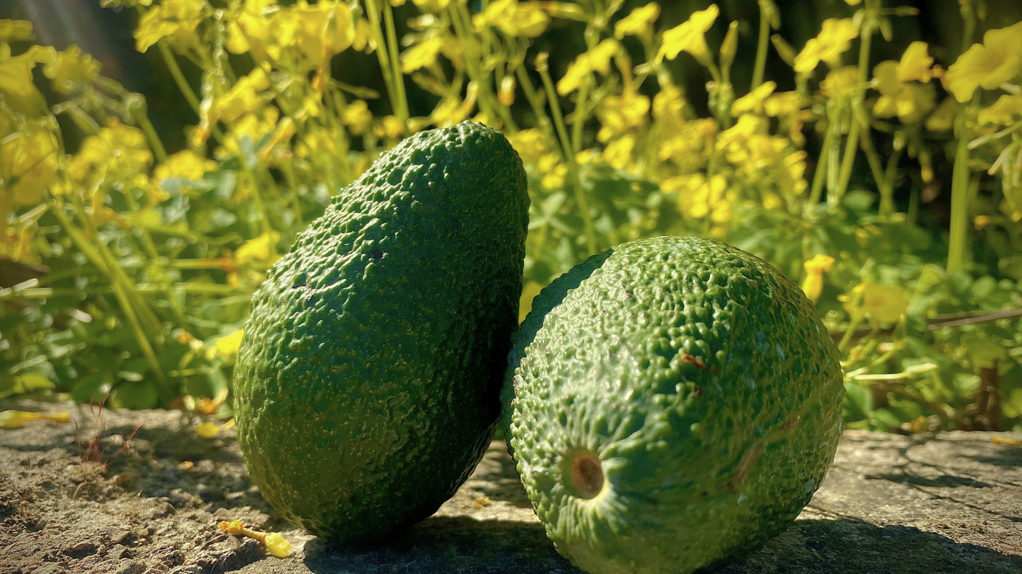 ¿Cómo saber si un aguacate está listo para comer?